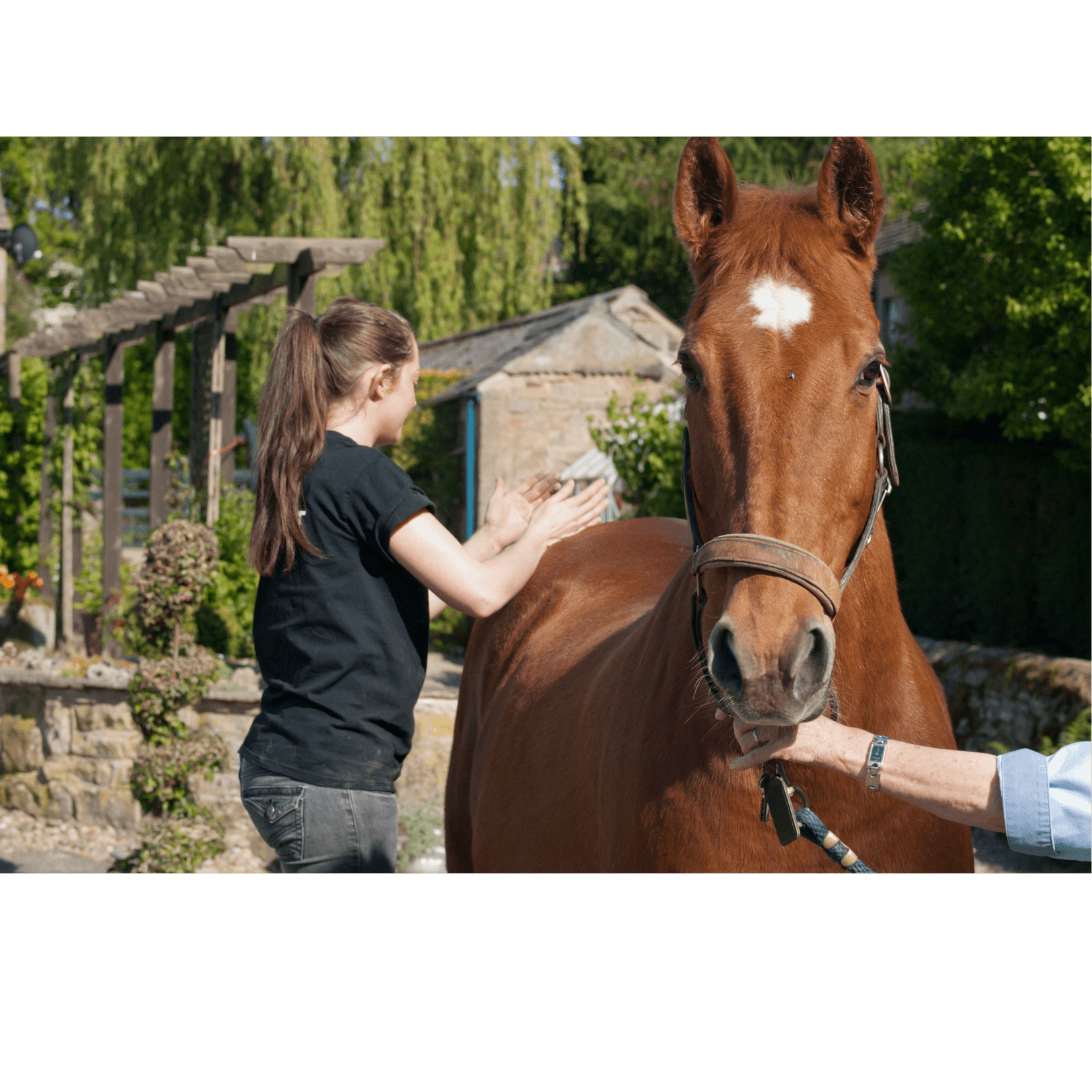 pétrissage roulement muscles cheval massage